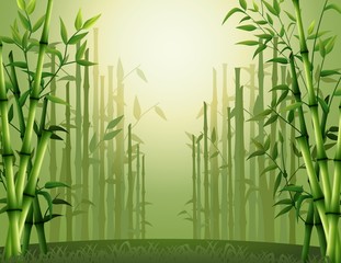 Green bamboo trees background inside the forest - obrazy, fototapety, plakaty