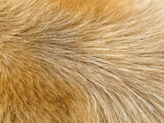 Dog fur textures