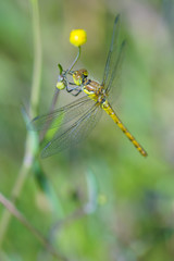 yellow dragonfly resting in green herbs
