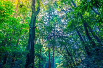 Forest trees  ( Filtered image processed vintage effect. )