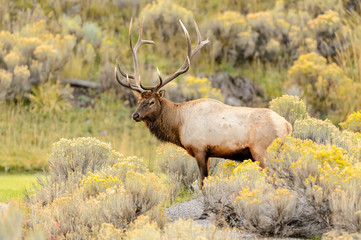 Elk in flowers