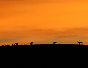 Fototapeta na wymiar Elk at sunrise