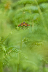 Orange butterfly on green plants