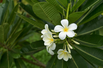 Plumeria