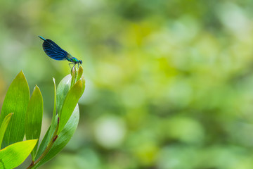 metalic green damselfly on the top of a tree