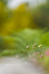pink and white flowers in the field
