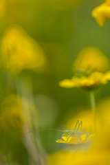 green grasshopper on the top of a marigold
