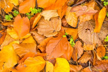 Background of orange and yellow autumnal leaves lying on ground