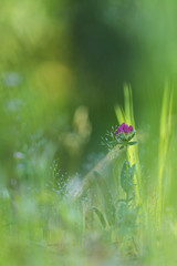 purple flowers in the field