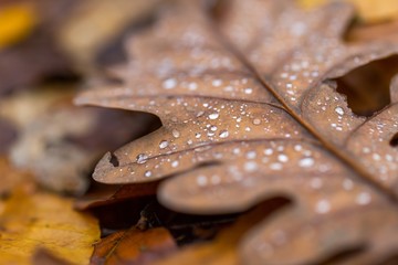 Water droplets lying on autumnal fallen leaf