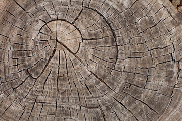 Tree trunk growth rings