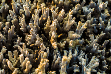 coral rock around beach during ebb tide and morning light time w
