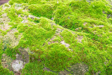 Green mos on stone
