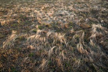 Dry grass in a meadow field on ground