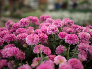 garden centre retail plant nursery for gardeners and gardening