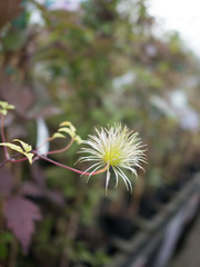 garden centre retail plant nursery for gardeners and gardening