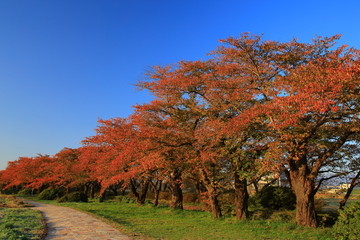 Fototapeta na wymiar 展勝地　桜並木の紅葉