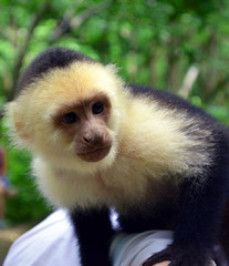 Capuchin/Close up of White Faced Capuchin monkey