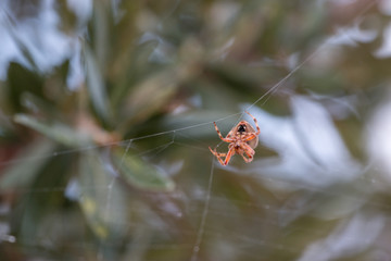 View of bottom part of spider hanging from a web on a tree