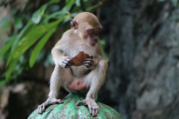 Monkey is eating