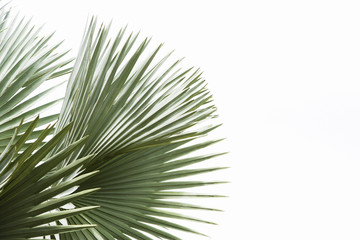 Obraz premium green palm tree with sky as background