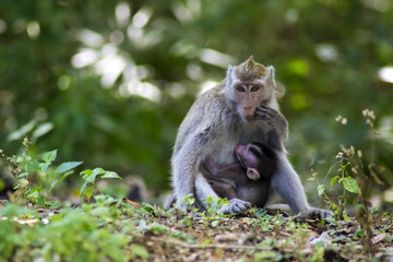 Naklejka na ściany i meble Crab-eating macaque (Macaca fascicularis), nursing her child
