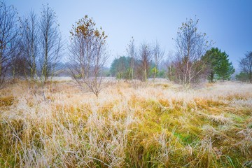 Frosty morning landscape