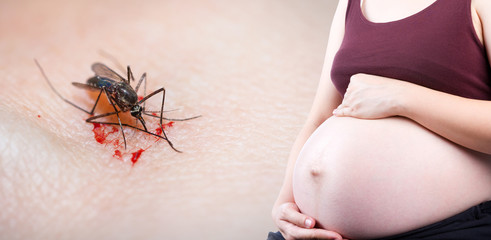 Zika pregnancy fear medical concept and virus danger concept.