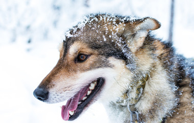 Close Up From a Husky