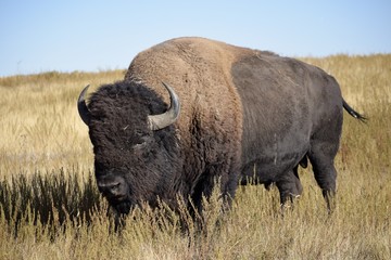 Bison