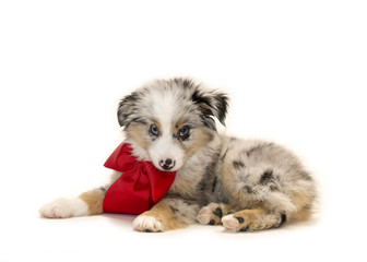 Australian shepherd puppy with red bow