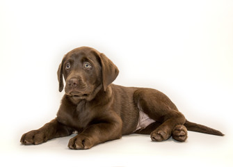 Chocolate Labrador Retriever