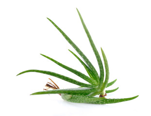 Aloe vera plant  isolated on white background