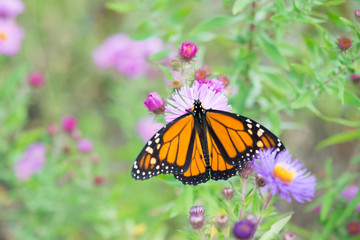 Butterfly on Flower