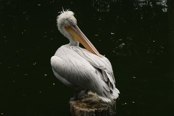 Pelican bird