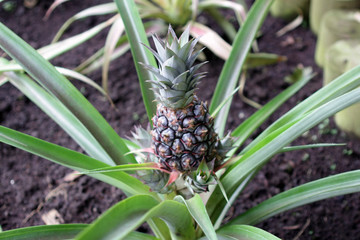 Small pineapple