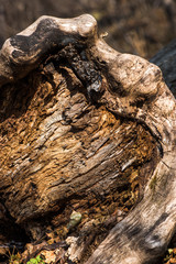 natural old wood - bark in moss