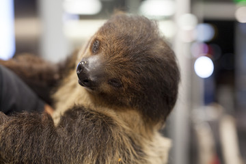 Sloth