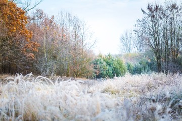 Beautiful frosty morning in countryside