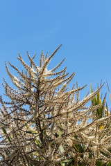 closeup of cabbage palm flowers against blue sky