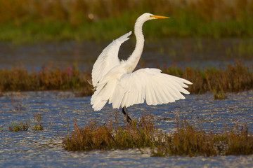Great egret landing in a North California marsh