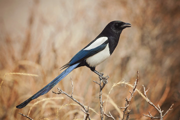 Magpie Bird