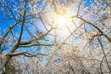 Fototapeta na wymiar Frozen trees in winter with blue sky