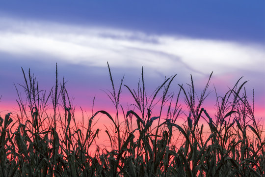 Harvest Silhouette - Indiana Sunset Cornfield