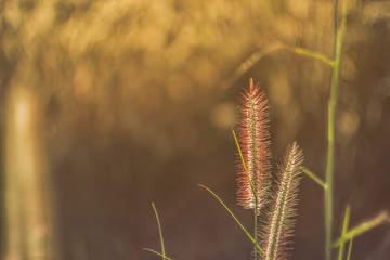 beautiful natural grass flower background.