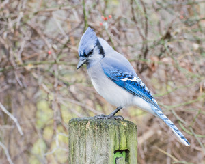 Blue Jay