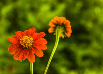 Beauty blooming daisy. on summer day.
