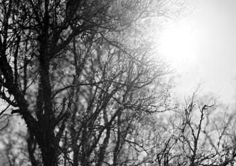 Black and white tree in direct sun background