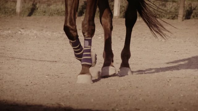 close up of the horse's hooves which quickly jumps during the race
