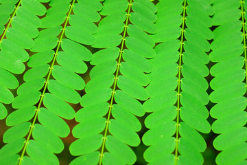 Green mimosa or acacia leaves pattern